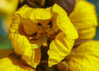 Popcorn Plant Care: Essential Tips for Healthy Growth popcorn plant