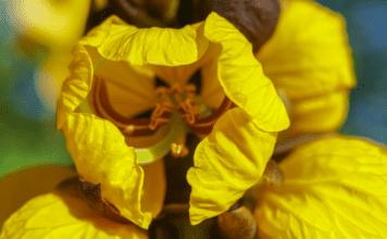 Popcorn Plant Care: Essential Tips for Healthy Growth popcorn plant