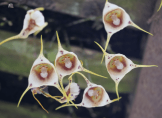 Monkey Orchid: Unique and Fascinating Flower Monkey Orchid