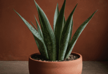 Caring for Your Sansevieria Cylindrica Plant