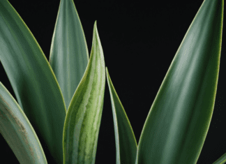 Caring for Your Sansevieria Futura Superba Sansevieria Futura Superba