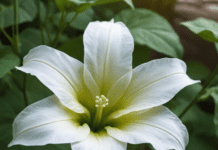 Moon flower – A Celestial Beauty for Your Garden ipomoea alba