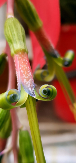 Billbergia nutans