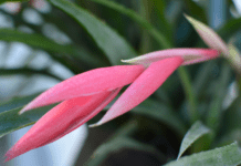 Queen’s Tears Plant Care: Secrets to Keep It Thriving All Year Round Queen’s Tears Plant