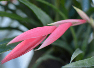 Queen’s Tears Plant Care: Secrets to Keep It Thriving All Year Round Queen’s Tears Plant