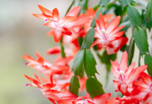Boost Your Thanksgiving Cactus Blooms with These Expert Tips Thanksgiving Cactus