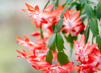 Boost Your Thanksgiving Cactus Blooms with These Expert Tips Thanksgiving Cactus