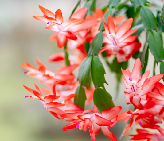 Boost Your Thanksgiving Cactus Blooms with These Expert Tips Thanksgiving Cactus