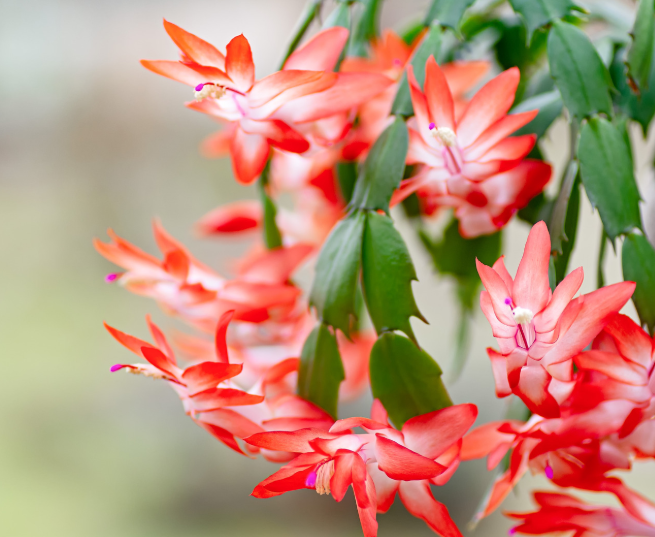 Thanksgiving Cactus Thanksgiving Cactus