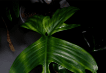 Philodendron Florida Ghost: The Hauntingly Beautiful Houseplant You Need Philodendron Florida Ghost