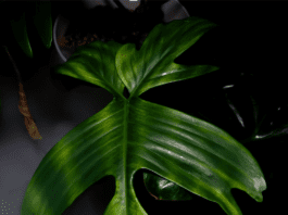 Philodendron Florida Ghost: The Hauntingly Beautiful Houseplant You Need Philodendron Florida Ghost