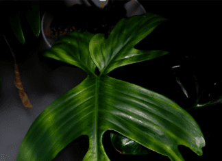Philodendron Florida Ghost: The Hauntingly Beautiful Houseplant You Need Philodendron Florida Ghost