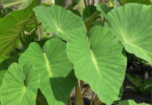 Elephant Ear Plants: Growing Tips and Tricks Elephant Ear Plants