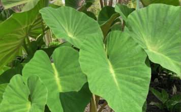 Elephant Ear Plants: Growing Tips and Tricks Elephant Ear Plants