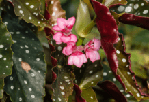 Angel Wing Begonia: A Gardener’s Guide to Growing and Loving This Showstopper Angel Wing Begonia