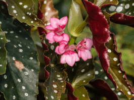 Angel Wing Begonia: A Gardener’s Guide to Growing and Loving This Showstopper Angel Wing Begonia