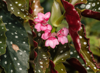 Angel Wing Begonia: A Gardener’s Guide to Growing and Loving This Showstopper Angel Wing Begonia