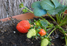 Everbearing Strawberry Plants: Your Secret to Endless Summer Harvests Everbearing Strawberry Plants