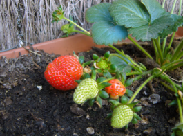 Everbearing Strawberry Plants: 2026 Growing & Care Guide Everbearing Strawberry Plants
