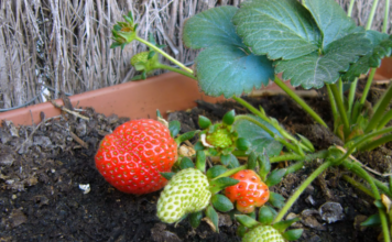 Everbearing Strawberry Plants: Your Secret to Endless Summer Harvests Everbearing Strawberry Plants