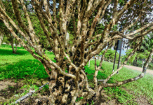 Why Your Jaboticaba Tree Isn’t Fruiting (Complete Care Guide) Jaboticaba Tree