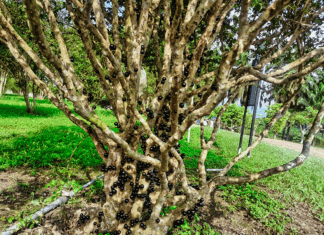 Why Your Jaboticaba Tree Isn’t Fruiting (Complete Care Guide) Jaboticaba Tree