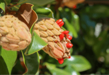 The Magic of Magnolia Seeds: From Pod to Seedling Magnolia Seed Pod