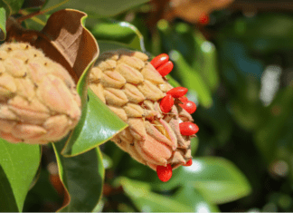 The Magic of Magnolia Seeds: From Pod to Seedling Magnolia Seed Pod