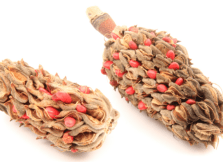 Understanding Magnolia Seeds: Growth and Care Magnolia seeds