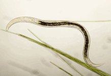 Nematodes: Nature’s Underground Allies for Effective Pest Control Nematodes