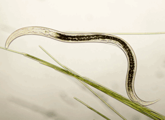 Nematodes: Nature’s Underground Allies for Effective Pest Control Nematodes