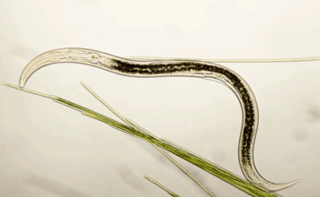 Nematodes: Nature’s Underground Allies for Effective Pest Control Nematodes