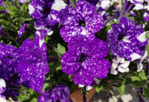 Night Sky Petunia: Bring the Cosmos to Your Garden Night Sky Petunia