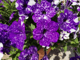 Night Sky Petunia: Bring the Cosmos to Your Garden Night Sky Petunia