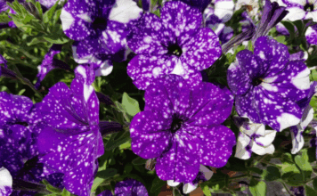 How to Grow and Care for Night Sky Petunias (2026 Guide) Night Sky Petunia