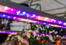 Which Light Color Is Better For Plant Growth? Which Light Color Is Better For Plant Growth