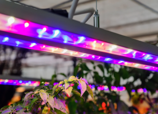 Which Light Color Is Better For Plant Growth? Which Light Color Is Better For Plant Growth