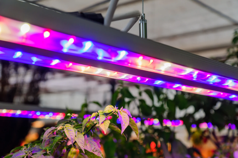 Which Light Color Is Better For Plant Growth Which Light Color Is Better For Plant Growth