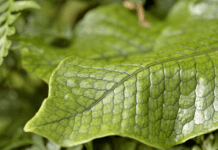 Crocodile Fern Care: The Complete Guide for Healthy Growth and Stunning Fronds crocodile fern care