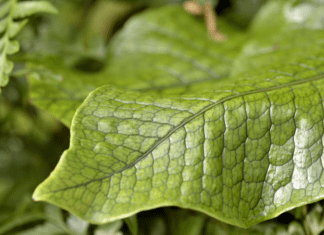 Crocodile Fern Care: The Complete Guide for Healthy Growth and Stunning Fronds crocodile fern care