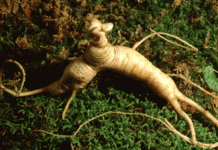 How to Harvest American Ginseng Sustainably American Ginseng