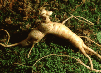 How to Harvest American Ginseng Sustainably American Ginseng