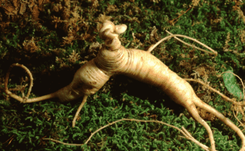 How to Harvest American Ginseng Sustainably American Ginseng