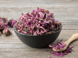 Benefits and Uses of Dried Coneflower Dried coneflower