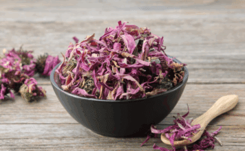 Benefits and Uses of Dried Coneflower Dried coneflower