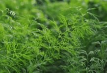 Insider Tips for Growing Dill Successfully Growing Dill