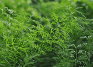 Insider Tips for Growing Dill Successfully Growing Dill