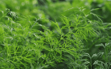 Insider Tips for Growing Dill Successfully Growing Dill