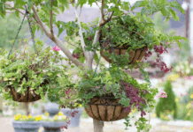 Creative Ideas for Stunning Hanging Baskets Hanging Baskets