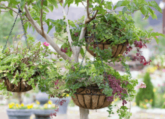 Creative Ideas for Stunning Hanging Baskets Hanging Baskets